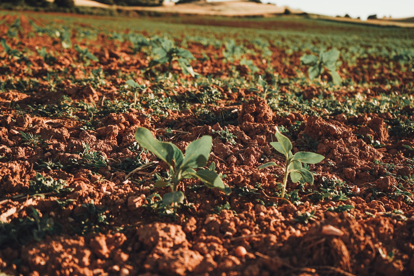 Bhūmi &mdash; Rich Soil